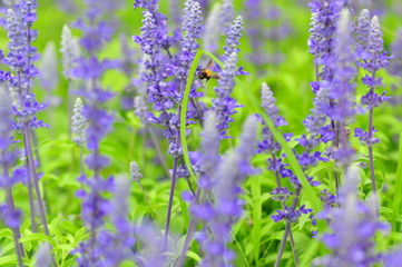 blue salvia flowers in the field in sunny day