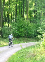 Naklejka premium Mountainbiking im Wald