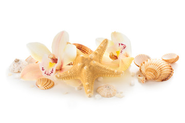 Shells and orchids.