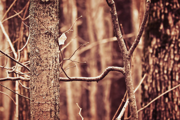 Forest in early spring