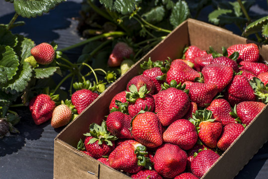 Fresh Strawberry from farm