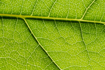 Green leaf texture
