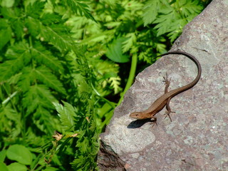 ニホンカナヘビ