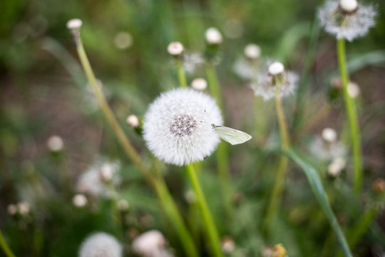 Fototapeta Blowball and butterfly