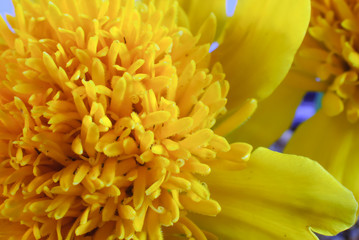 Fototapeta premium marigold flower