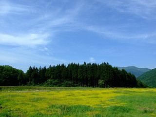 オヘビイチゴの花畑