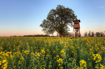 Hide hunter on canola rape field