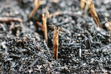 marigold seed