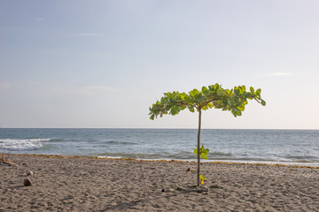 Einsamer Baum am Strand von Dominica