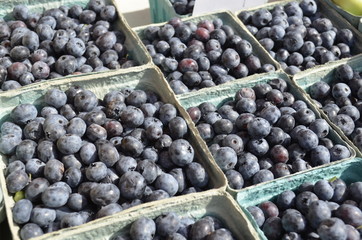 Fresh organic blueberries for sale