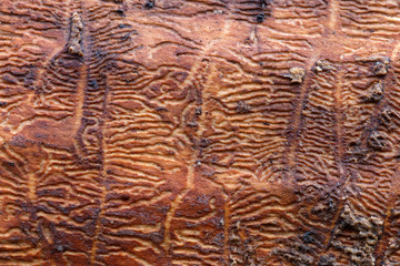 Larval tunnels in wood
