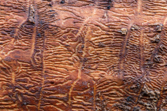 Larval tunnels in wood