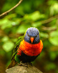 Rainbow Lorikeet