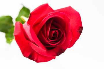 beautiful red rose isolated on white background