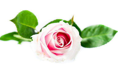 Single pink rose with green leaves isolated.