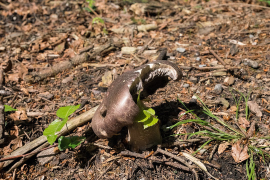 Waldpilz