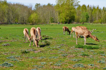 Fototapeta premium deers on the field