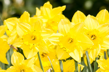 Yellow Daffodils