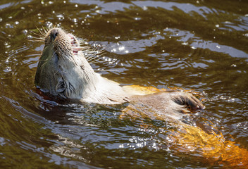 otter - Lutra lutra in water