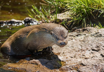 otter - Lutra lutra in water