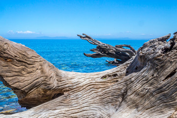 driftwood on the shore of a calm mediterranean sea - obrazy, fototapety, plakaty