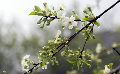 Весна. Цветы вишни.