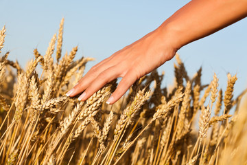 Woman touching wheat