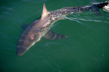 Fototapeta premium great white shark