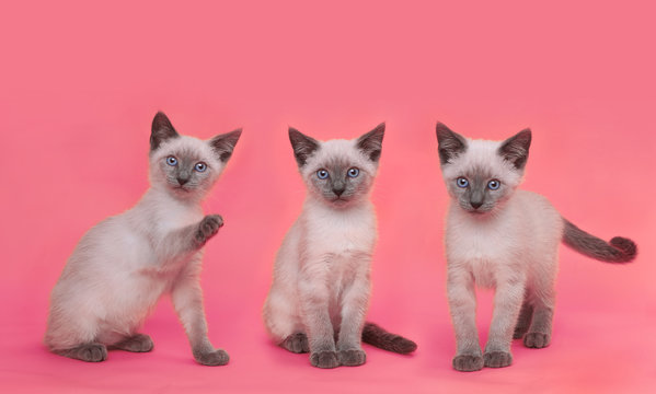 Siamese Kittens on Bright Colorful Background