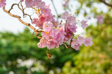Pink Trumpet flower