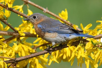 Eastern Bluebird