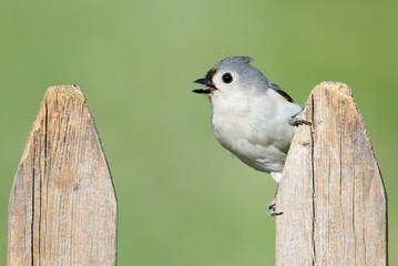 Titmouse On A Fence