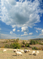 A lot sheep on the beautiful green meadow