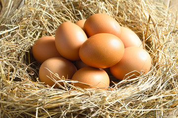 Brown eggs in a nest