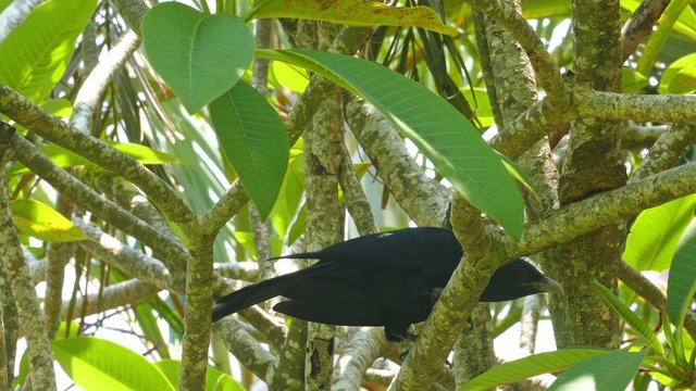 drongo bird on tree 4k
