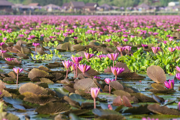 Natural pink lotus in Lotus Lake at Phatthalung, Thailand
