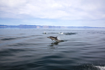 Fototapeta premium Delfines en Bahía de los Ángeles - Baja California