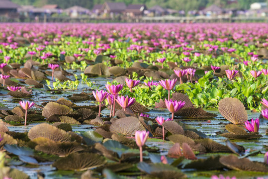 Fototapeta Natural pink lotus in Lotus Lake at Phatthalung, Thailand