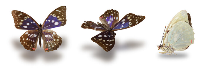 Obraz premium Butterfly (Sasakia charonda) on white. Clipping path included.
