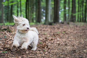Havanese dog playing in the woods