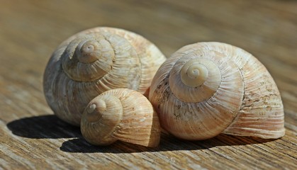 Drei Weinbergschneckenhäuser auf Holz
