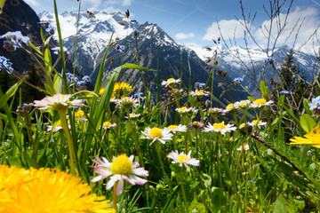 Bergblumenwiese