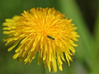 Glänzender Blütenprachtkäfer (Anthaxia nitidula) auf Löwenzahn