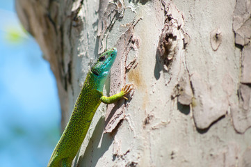 Green blue lizard on a tree
