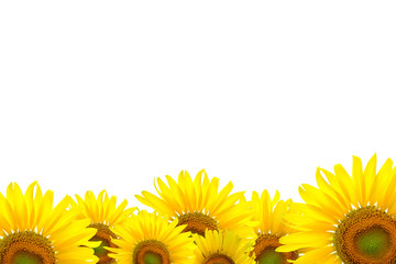 Sunflower Background