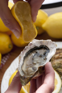 oysters