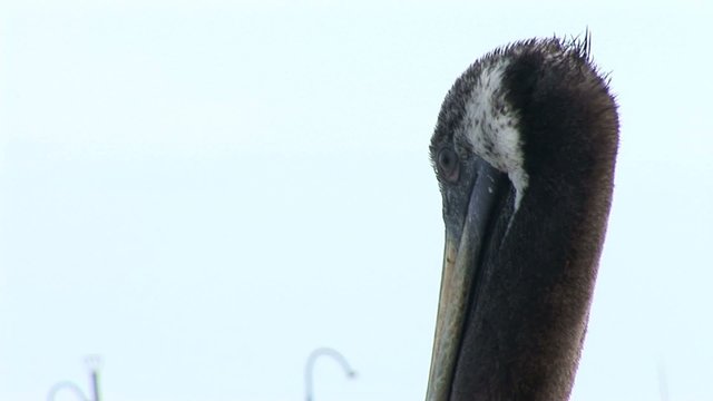 Pelican at the ocean in Peru (Paracas National Park)