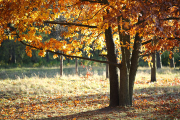 Autumn oak tree on a glade