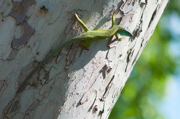 Green blue lizard on a tree