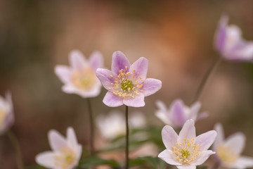 wild anemone nemorosa or wood anemone flowers blooming in early